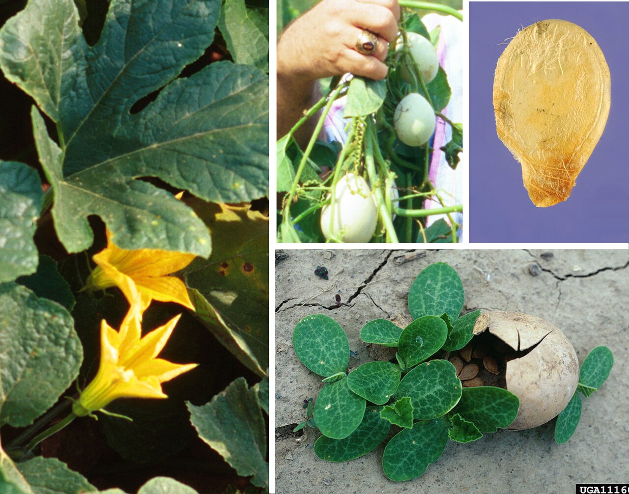 Field pumpkin: Cucurbita texana montage: leaf, masculine flowers, fruits, seed, seedlings.