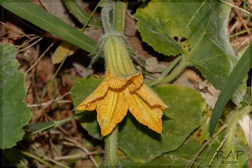 Crookneck squash (Cucurbita moschata)