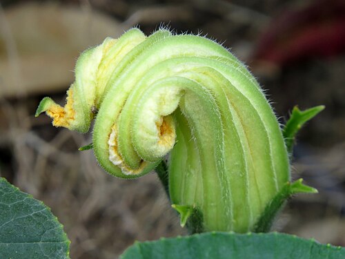 Crookneck squash: Ahuyama