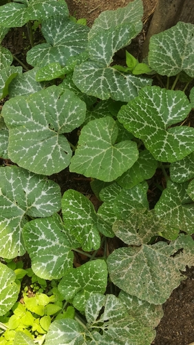 Crookneck squash (Cucurbita moschata)