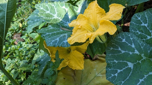 Crookneck squash (Cucurbita moschata)