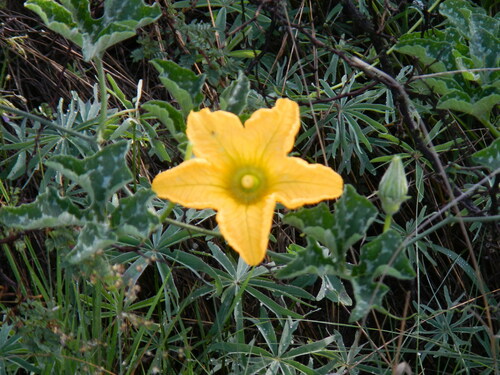 Crookneck squash (Cucurbita moschata)