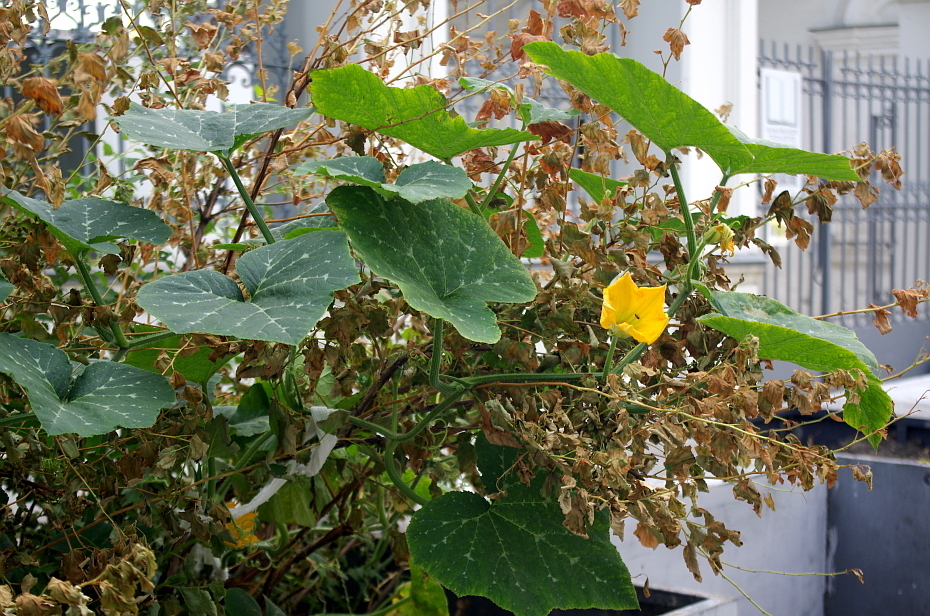 Crookneck squash (Cucurbita moschata)