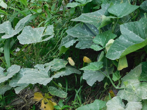 Crookneck squash (Cucurbita moschata)