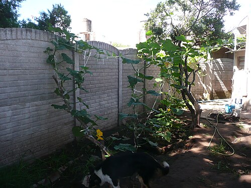 Crookneck squash: Fortín Olavarría, Buenos Aires province, Argentina.