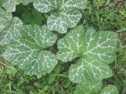 Crookneck squash (Cucurbita moschata)