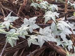 Coyote gourd (Cucurbita palmata)