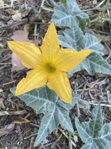 Coyote gourd (Cucurbita palmata)