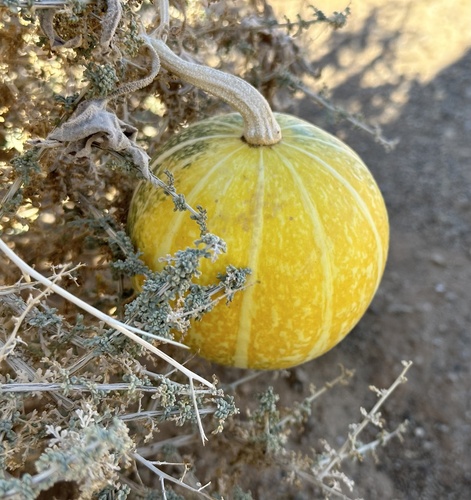 Coyote gourd (Cucurbita palmata)