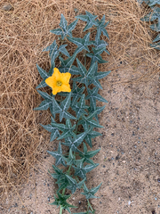 Coyote gourd (Cucurbita palmata)