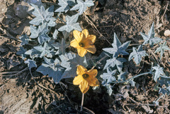 Coyote gourd (Cucurbita palmata)