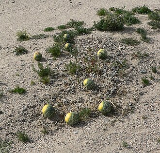 Coyote gourd: Cucurbita palmata in a Mojave Desert wash just off the Old Mojave Road where it passes north of Seventeenmile Point, west of Kelbaker Road. Located in Mojave Na