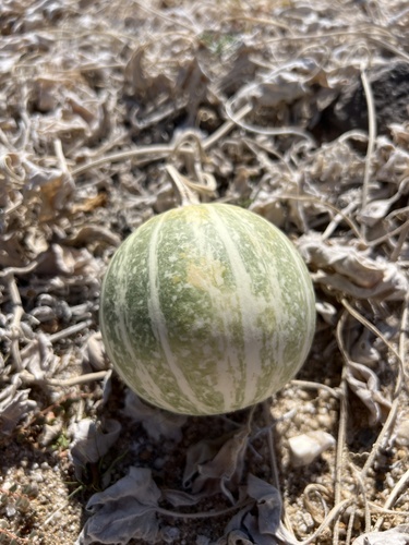 Coyote gourd (Cucurbita palmata)