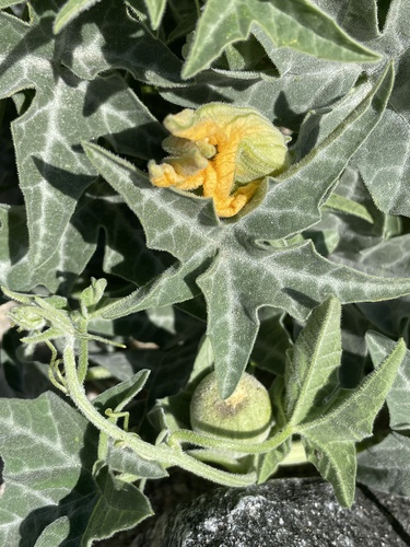 Coyote gourd (Cucurbita palmata)