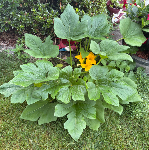 Field pumpkin (Cucurbita pepo)