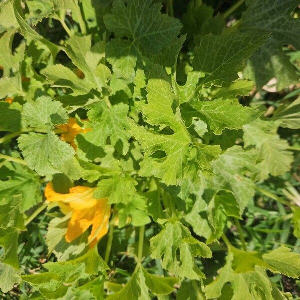 Field pumpkin (Cucurbita pepo)