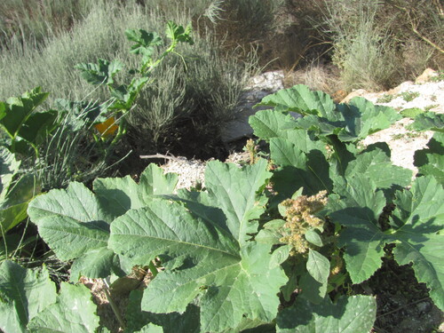 Field pumpkin (Cucurbita pepo)