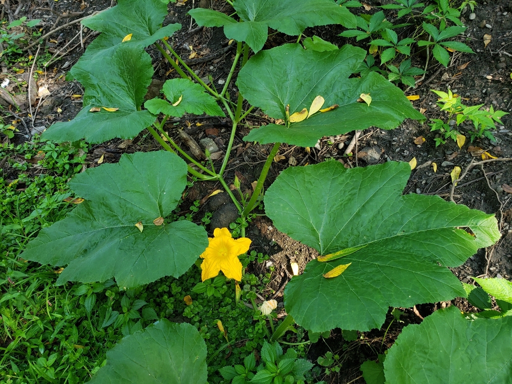 Field pumpkin (Cucurbita pepo)