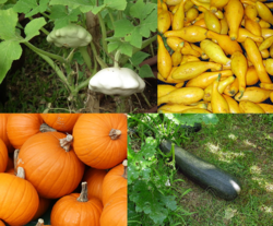 Field pumpkin: A collage featuring four well known cultivars of en:Cucurbita pepo . From top-left, clockwise: en:pattypan squash , en:yellow summer squash , en:zucchini , en:p