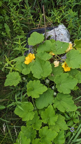 Field pumpkin (Cucurbita pepo)