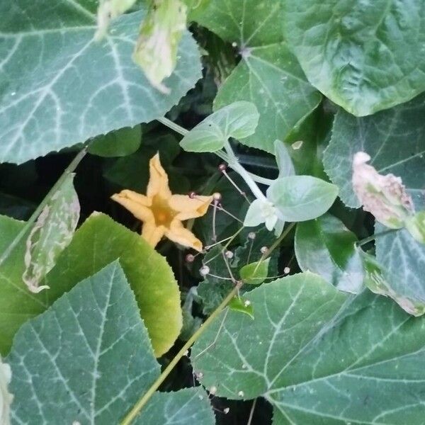 Field pumpkin (Cucurbita pepo)