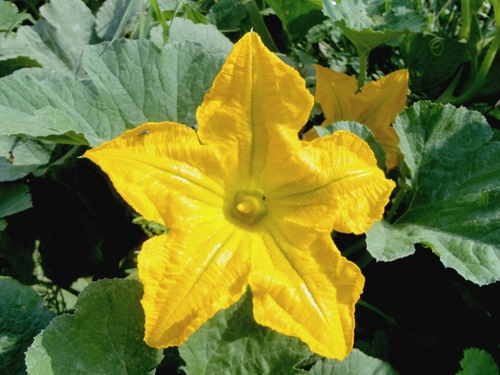 Field pumpkin (Cucurbita pepo)