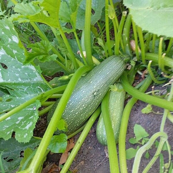 Field pumpkin (Cucurbita pepo)