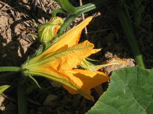 Field pumpkin (Cucurbita pepo)