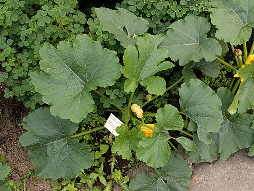 Field pumpkin: Botanical garden, Leiden