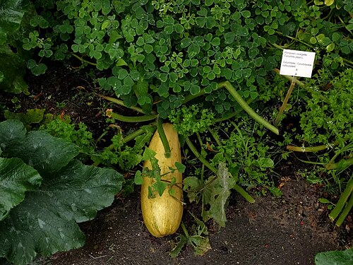 Field pumpkin: Cucurbita pepo, Hortus botanicus Leiden, Netherlands