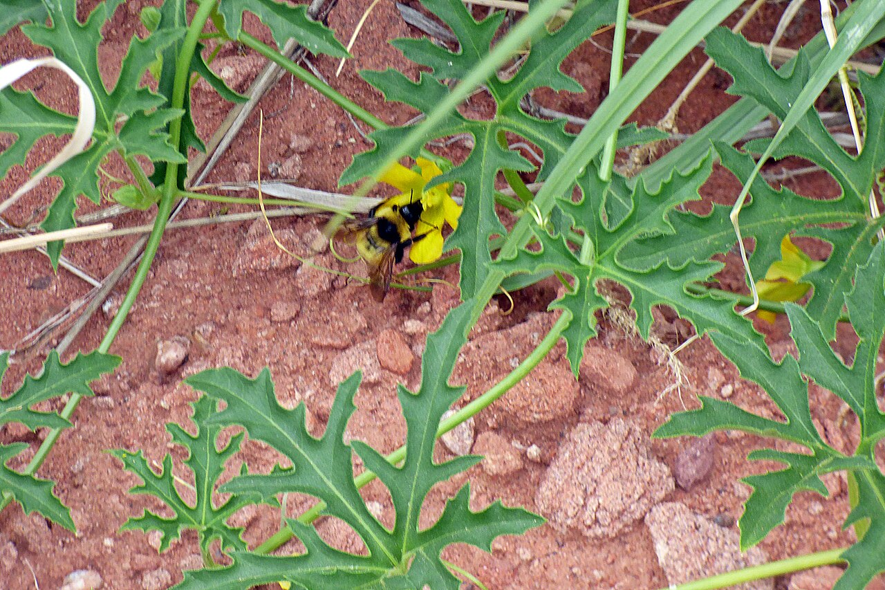 Cucurbitella asperata: Abejorro en flor de sandía del zorro