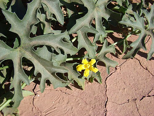 Cucurbitella asperata: Cucurbitella asperata , a plant in the Cucumber Family in the deserts of northern San Juan Province, Argentina.