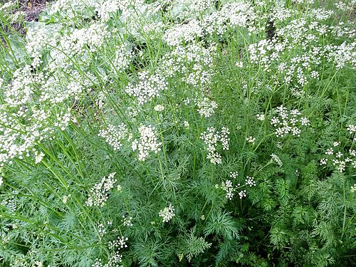 Cumin: Cumin