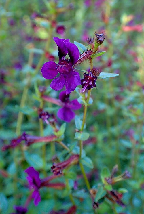 Cuphea aequipetala: Cuphea aequipetala in the San Francisco Botanical Garden