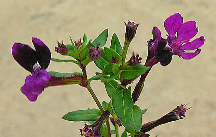 Cuphea aequipetala: From Mexico to Honduras, a medicinal herb known as Hierba de Cancer. Photo from highlands of Oaxaca Province, Mexico. In context at www.dixpix.ca/meso_america/F