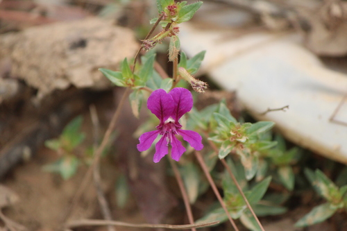 Cuphea aequipetala (Cuphea aequipetala)