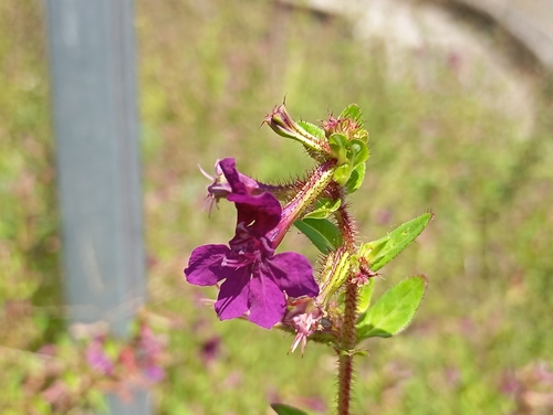 Cuphea aequipetala (Cuphea aequipetala)