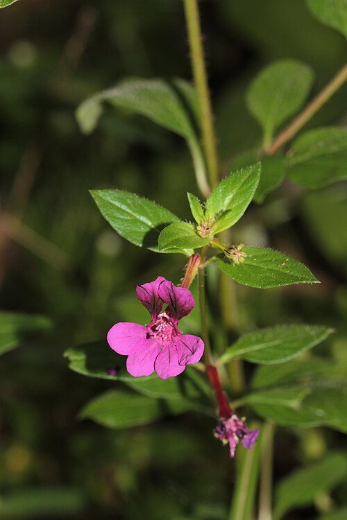 Cuphea aequipetala: Mexico, area of Santa Catarina Lachatao