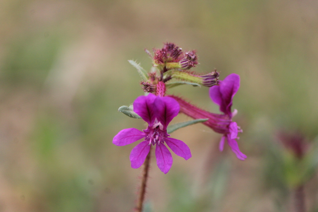 Cuphea aequipetala (Cuphea aequipetala)