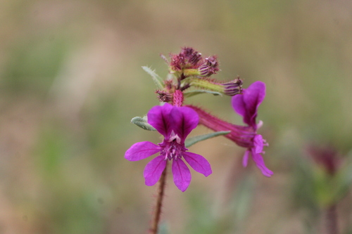 Cuphea aequipetala (Cuphea aequipetala)