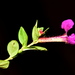 Cuphea aequipetala (Cuphea aequipetala)