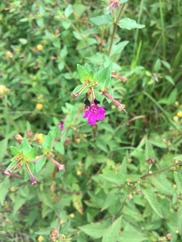 Cuphea aequipetala (Cuphea aequipetala)