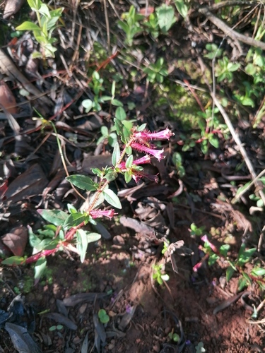 Cuphea aequipetala (Cuphea aequipetala)