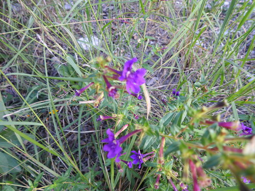 Cuphea aequipetala (Cuphea aequipetala)