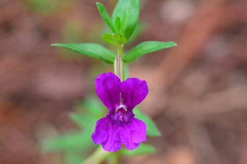 Cuphea aequipetala (Cuphea aequipetala)