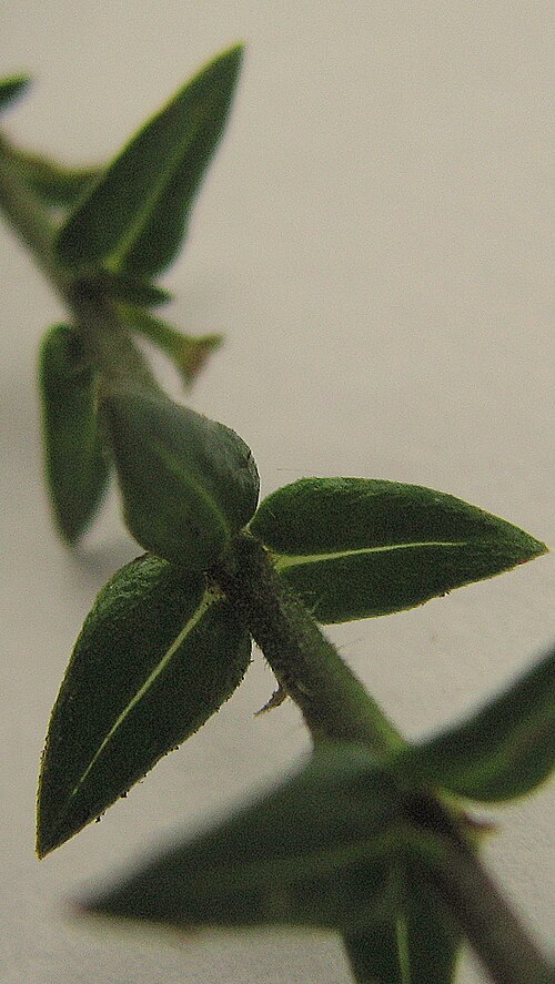 Cuphea antisyphilitica: Cuphea sessilifolia Mart.