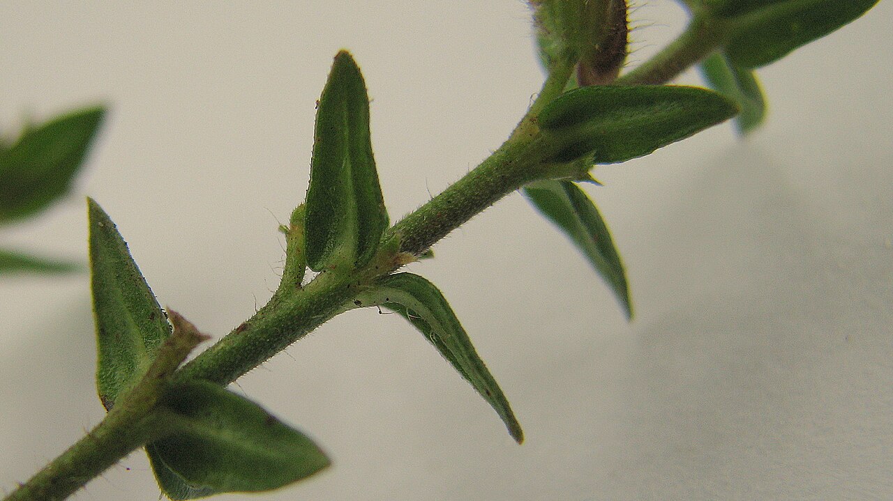 Cuphea antisyphilitica: Cuphea sessilifolia Mart.