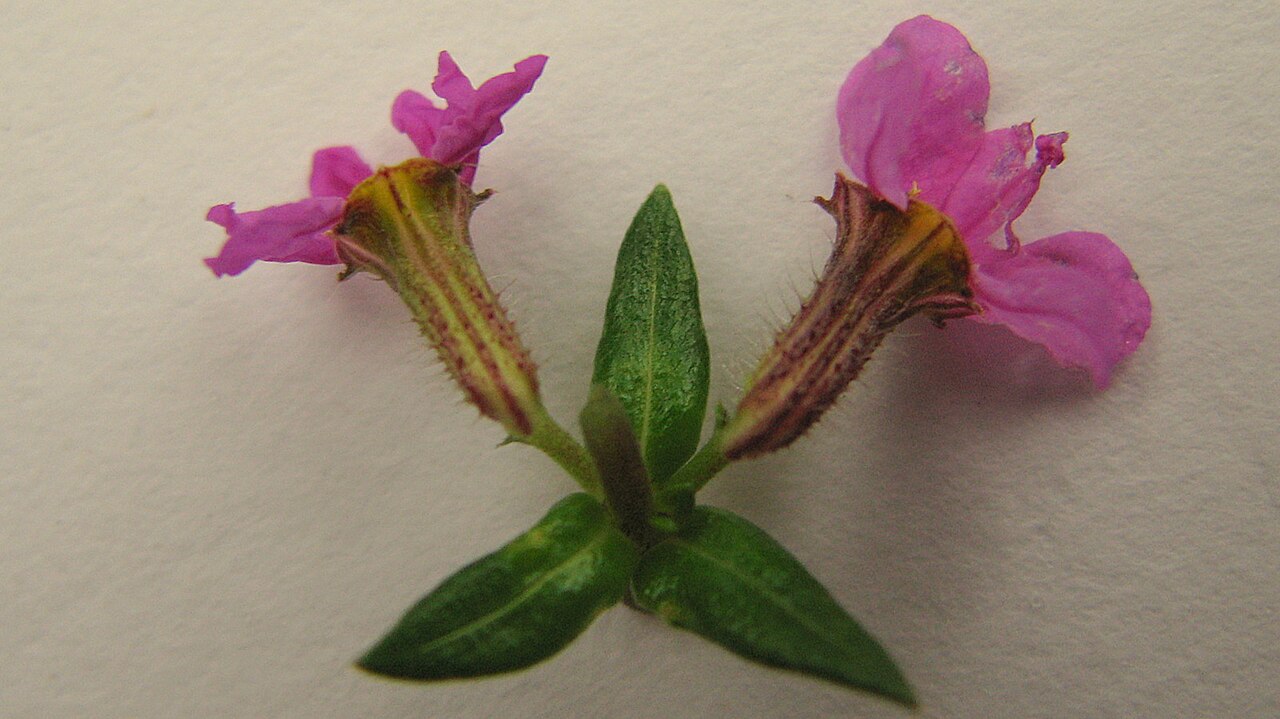Cuphea antisyphilitica: Cuphea sessilifolia Mart.