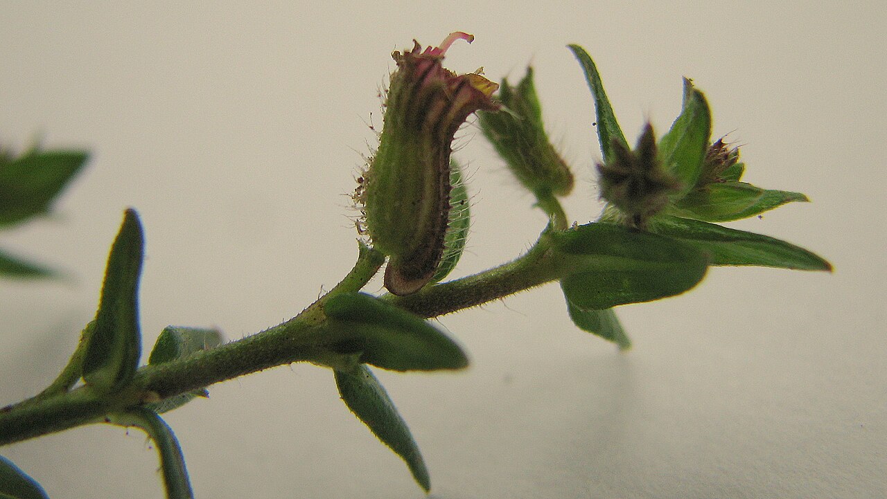 Cuphea antisyphilitica: Cuphea sessilifolia Mart.