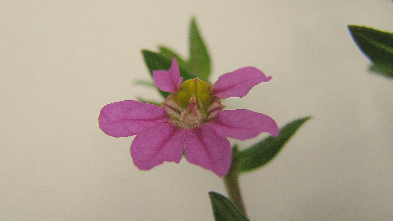 Cuphea antisyphilitica: Cuphea sessilifolia Mart.